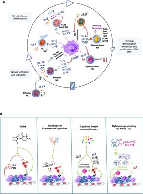 Cytokines Orchestrating the Natural Killer-Myeloid Cell Crosstalk in the Tumor Microenvironment: Implications for Natural Killer Cell-Based Cancer Immunotherapy